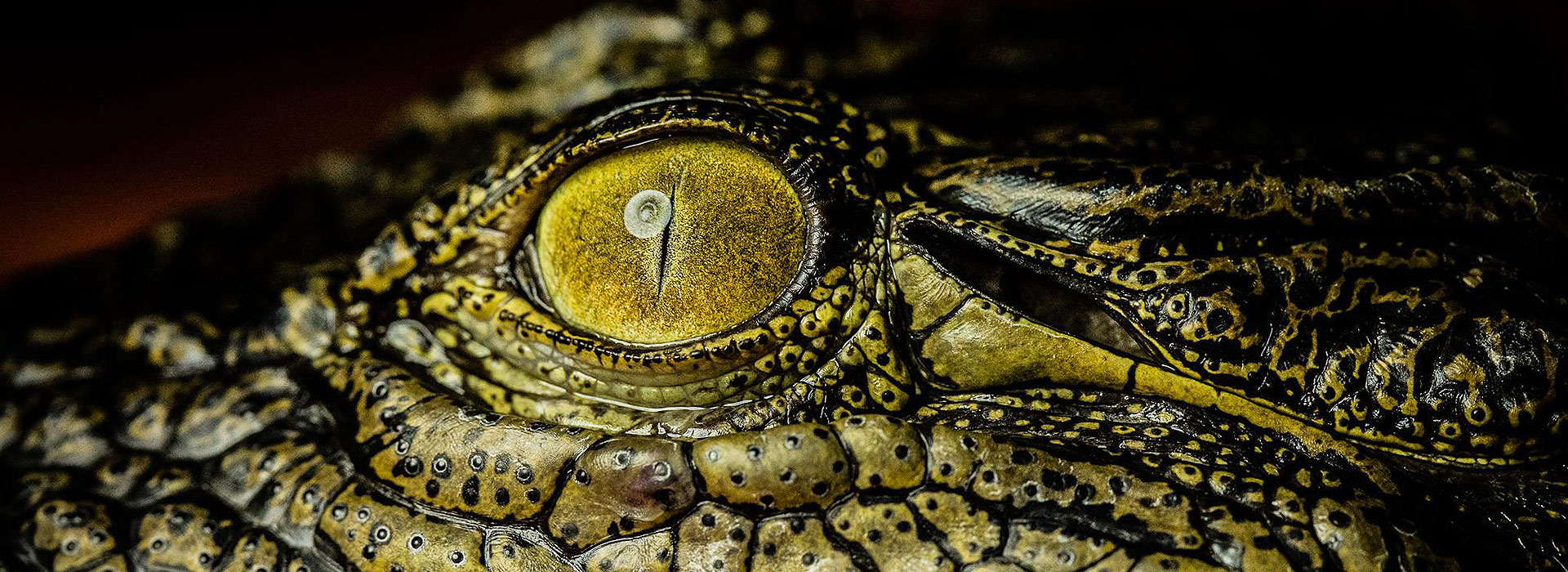 This is a the main heading