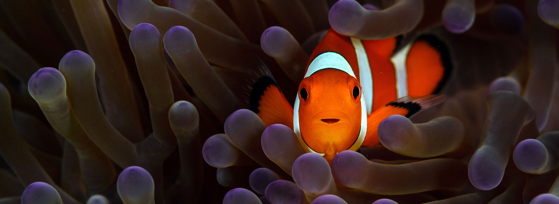 This is a the main heading