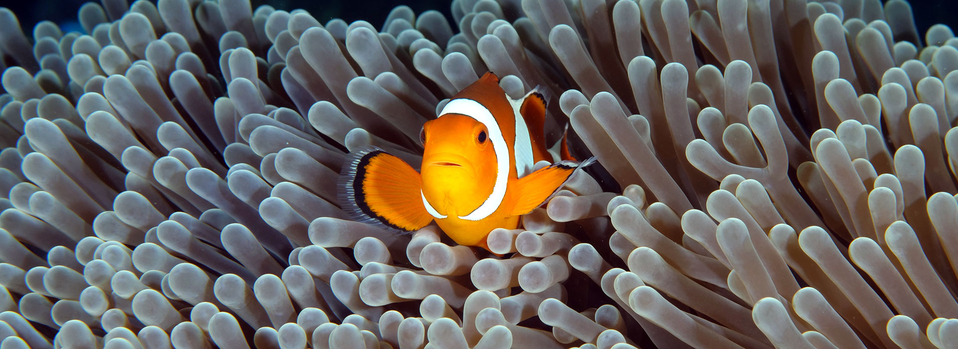 This is a the main heading