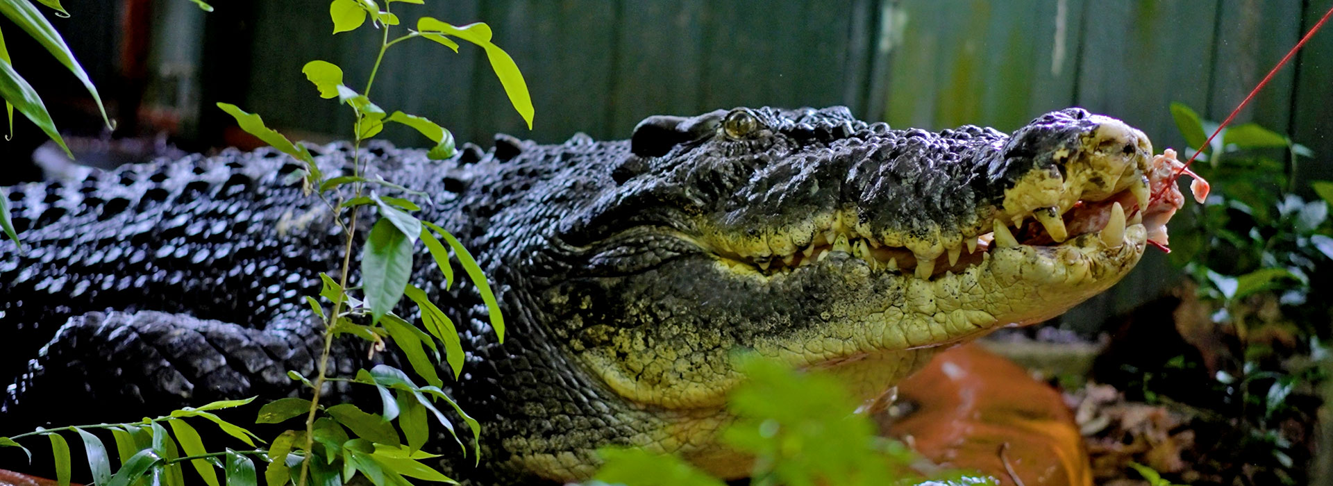 This is a the main heading